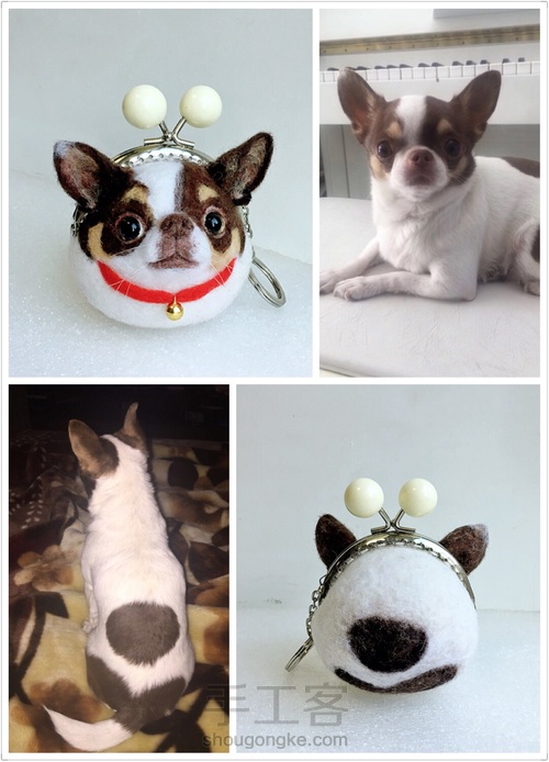 汪星人口金包之吉娃娃 第1步