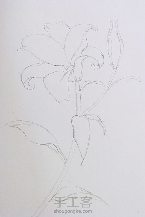 简单大气手绘彩铅香水百合Lily~ 第2步