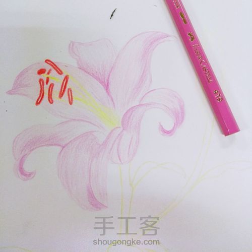 简单大气手绘彩铅香水百合Lily~ 第4步