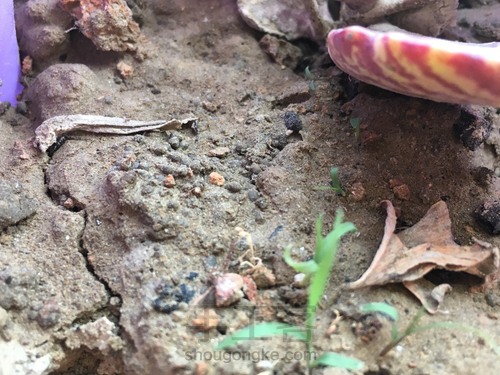 🌱粉扑育苗 第8步