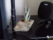 一块石头一盆花，小巧可爱人人夸，电脑桌上有绿意，创意满满在我家