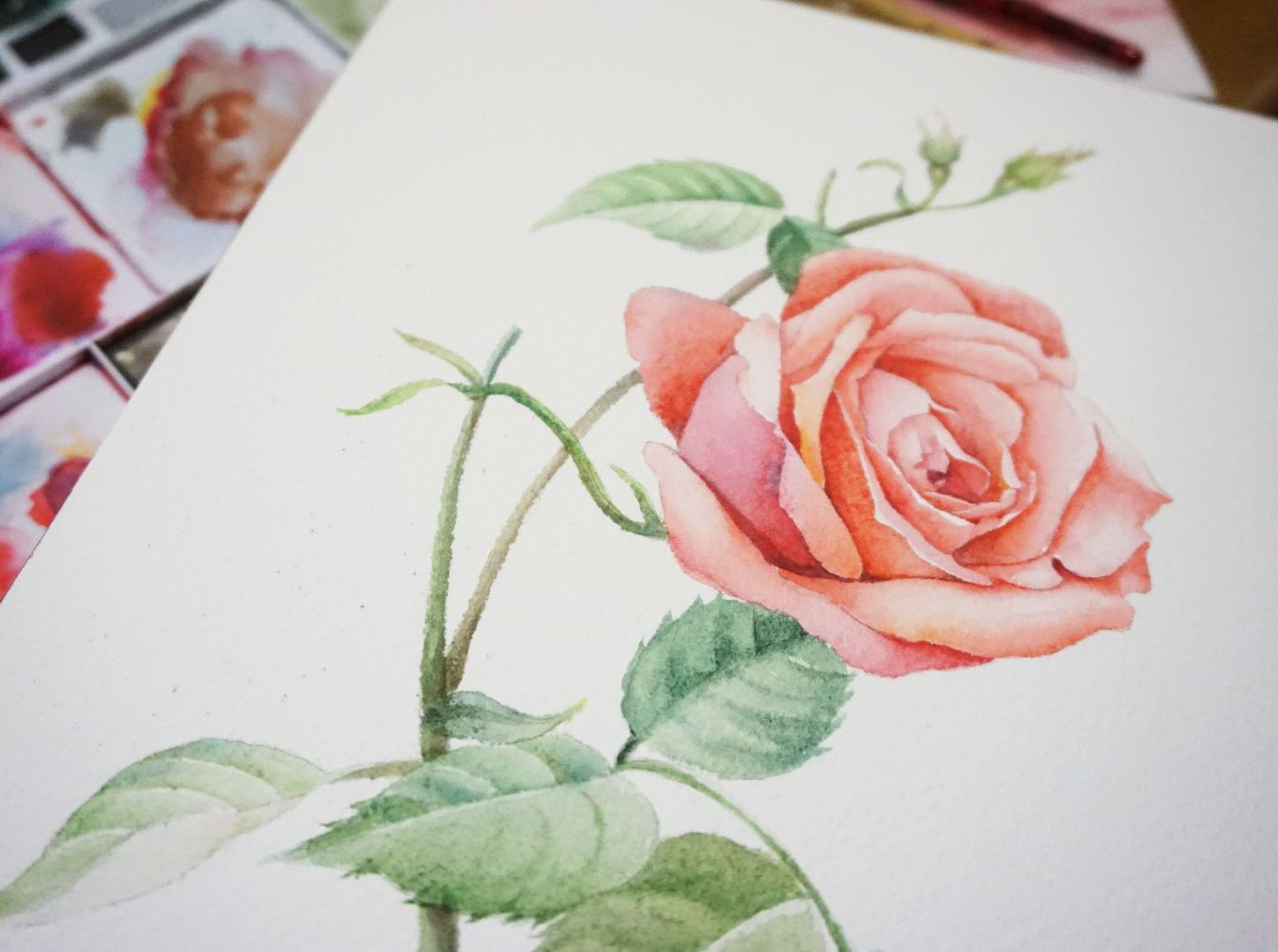 水彩练习之玫瑰花的画法