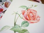 玫瑰画水彩花卉教程