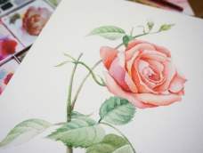 水彩练习之玫瑰花的画法
