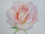 剔透水彩玫瑰花的画法