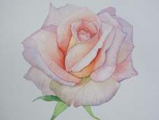 玫瑰花的颜色非常丰富，这次我们先学习一下淡淡的颜色的花朵画法。玫瑰花在画的时候是一层一层的，要画出花瓣的纹理感，注意冷暖颜色的变化。