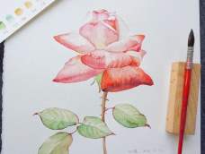 今天分享一篇红彤彤的玫瑰花的画法：