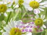 德国洋甘菊纯露 German Chamomile Hydrosol
洋甘菊是非常一种非常有趣的一种芳香类植物，清晨和傍晚，花瓣会合拢在一起，像个害羞的小姑娘，即使雨天也是如此。太阳出来后，才会幸福的向着太阳的方向展开花瓣，肆意的盛开。
洋甘菊，菊科植物，原产欧洲。在拉丁语中被称为“高贵的花朵”，在古希腊被称为“苹果仙子”，埃及人将洋甘菊献给太阳，并推崇为神草。洋甘菊花自古就被视为“神花”，具有很好的舒敏、修复敏感肌肤、减少细红血丝、控制面疱痘痘、去红血丝、晒后镇静、控油补水等方面的功效。性质温和，任何肤质出问题时都可以使用的一款基础纯露。
