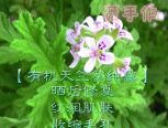 天竺葵，学名：Pelargonium ，源自希腊文 palargos，原产非洲，植株高度可达60公分，拥有锯齿状的绿色叶片，以及粉红色、红色或白色的花朵。很早就被运用在香水产业中，二十世纪初，歌剧演员用它来保护声带以及让声音更洪亮。

天竺葵纯露是最受欢迎的皮肤保养纯露，也是一款百搭的纯露，它几乎是所有肌肤都必备的纯露之一。天竺葵纯露最特别的地方就在于它有两个独特的功能：一个是它具有双向调节的能力，具有调节阴性与阳性特有的能量，无论你是何种肌肤，在它的能量下，都会逐步转化为最好的中性；另一个就是它能促进肌肤的自我修*复*能力，促进新生皮肤的愈合。