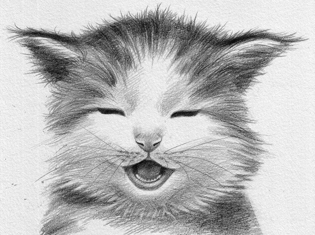 🐈猫咪的表情有时候好丰富，偷偷的观察总能获得一些意外的惊喜。生气、不屑、开心都在小脸上展现出来！嘻嘻，这是一只笑猫，🐈