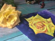 不同于上次水彩月季的朦胧梦幻，这回的彩铅要更为精细写实。为了更好的衬托娇嫩的黄色花朵用了水彩做背景，所以这次是彩铅+水彩结合画法！