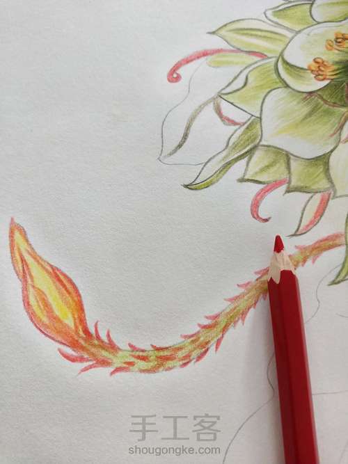 花之绘昙花手绘步骤