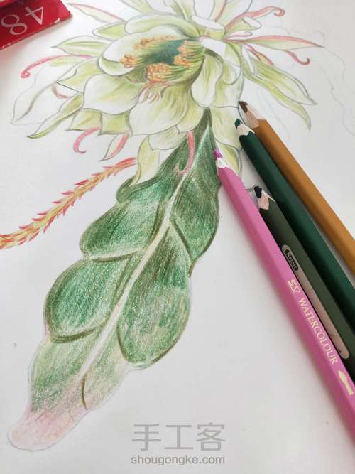花之绘昙花手绘步骤