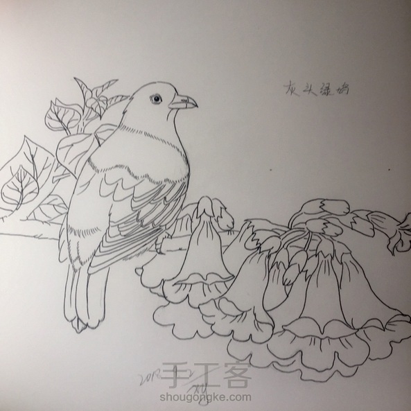 鸠鸟简笔画图片