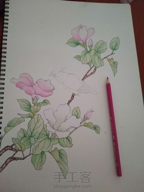 手绘彩铅花鸟