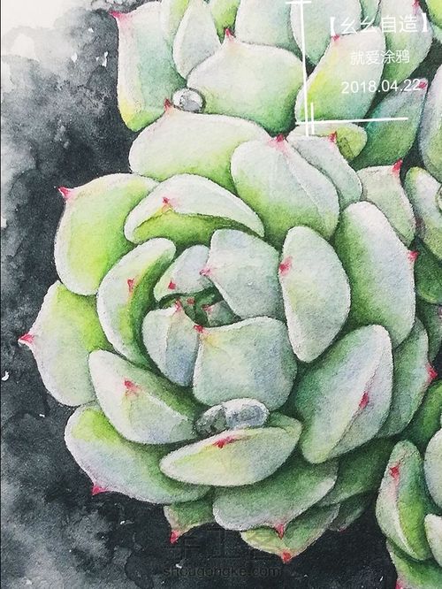 幺幺自造多肉图谱之10静夜