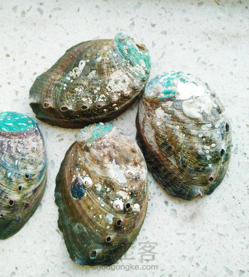 鲍鱼壳抛光饰品抛光教程抛光贝壳