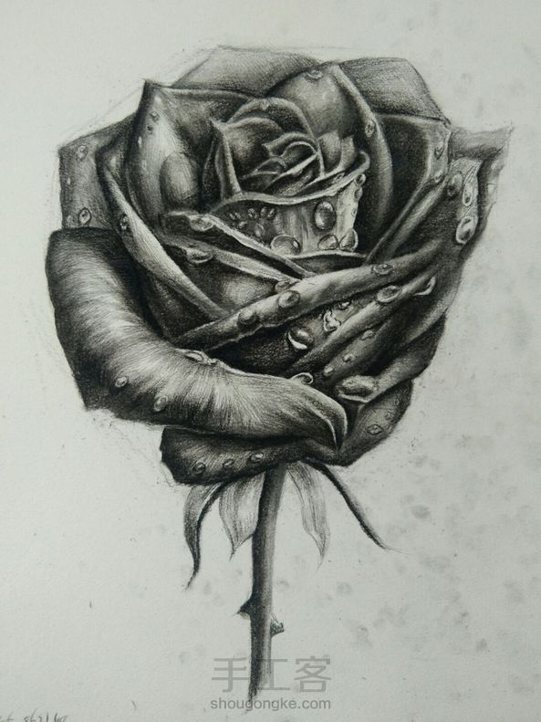 素描玫瑰